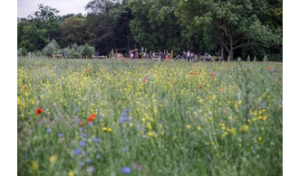 Balade sauvage : voir les plantes autrement