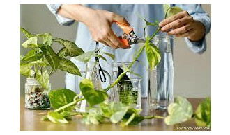 Bouturage de pélargoniums