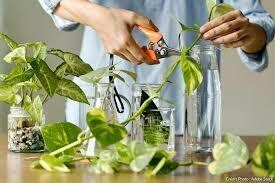 Bouturage de pélargoniums