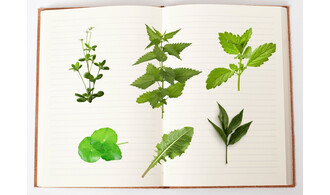 Carnet de recettes de plantes sauvages