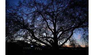 Chouette nuit