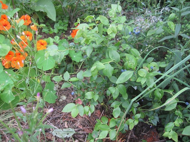 Comment favoriser la biodiversité en ville