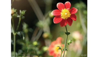 Confection de bouquets de Dahlia