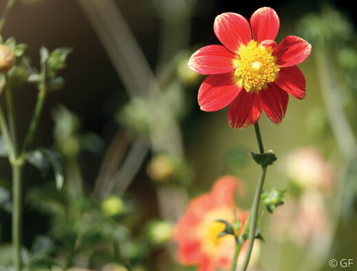 Confection de bouquets de Dahlia