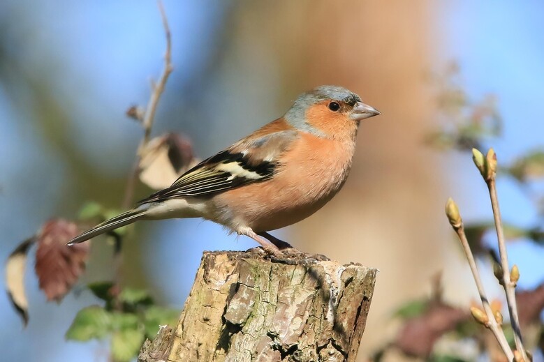 Conférence sur les oiseaux communs du quartier