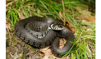 Des serpents dans ma région !?!