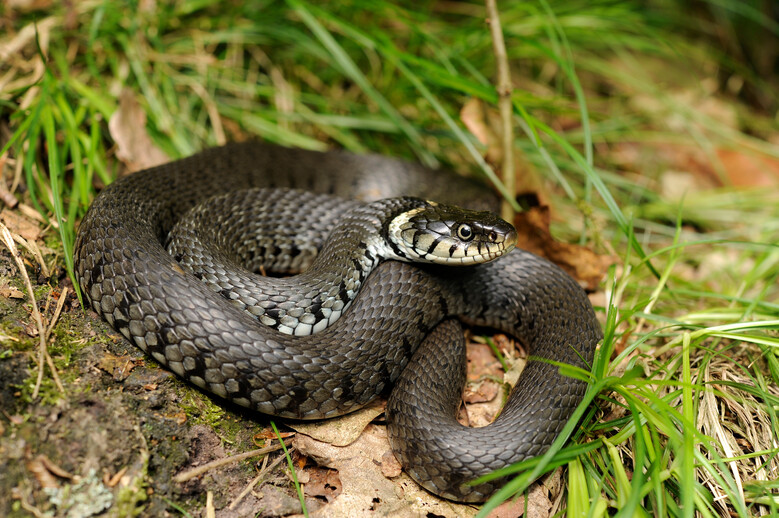 Des serpents dans ma région !?!