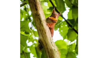 Ecureuil nous voilà !