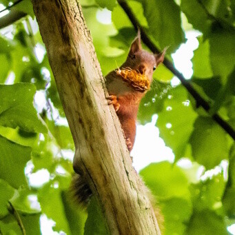 Ecureuil nous voilà !