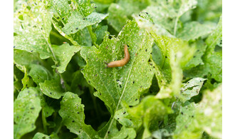 Escargots et cie : à la rencontre des petites bêtes du jardin