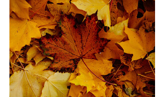 Fête de l'automne