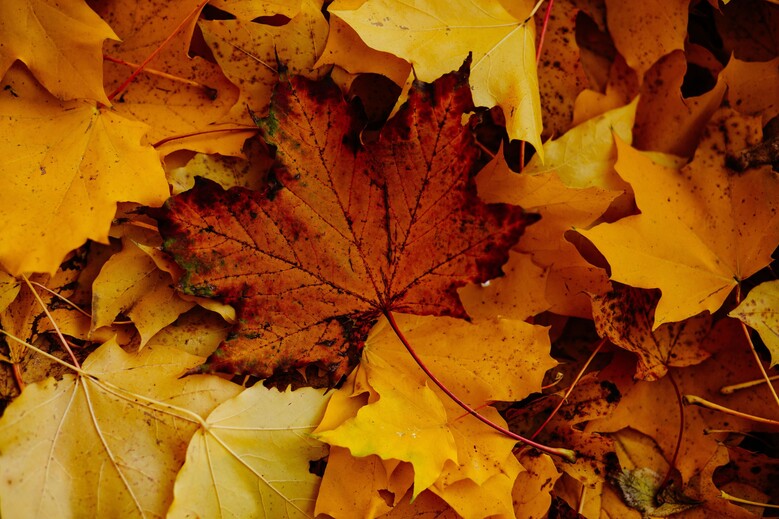 Fête de l'automne