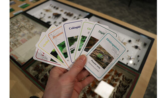 Hellemmes / Le jeu de 7 familles des insectes