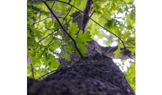 Histoires d'arbres : couleurs et mythologies