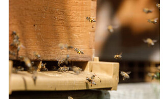 Journée mondiale des abeilles