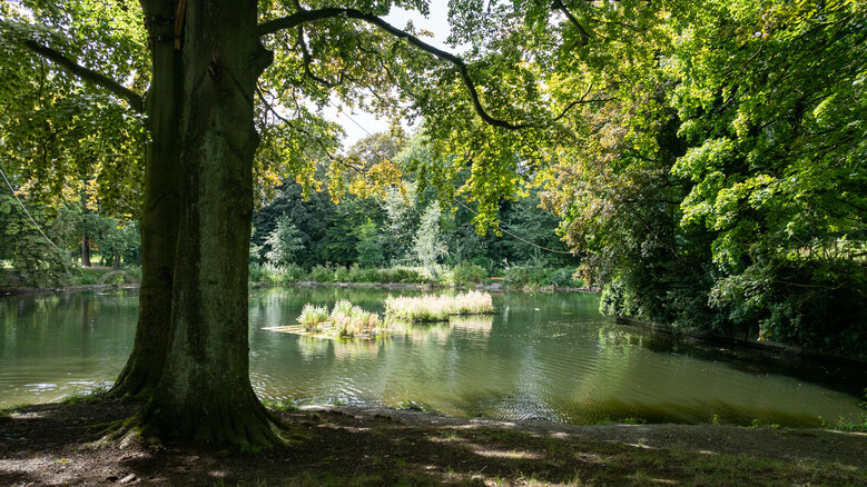 L'arbre qui cache la forêt