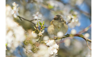 L'aube des oiseaux : entendre et observer le vivant au lever du jour