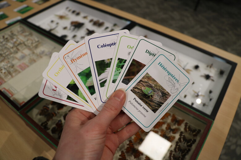 La Fabrique du Sud / Le jeu de 7 familles des insectes