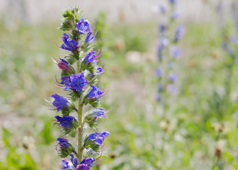 La rue est vivante : les plantes sauvages de la Ville