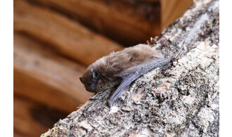 La tête en bas (Nuit de la Chauve-souris)