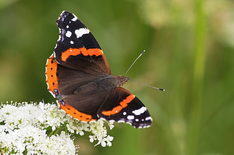 Le bal des papillons