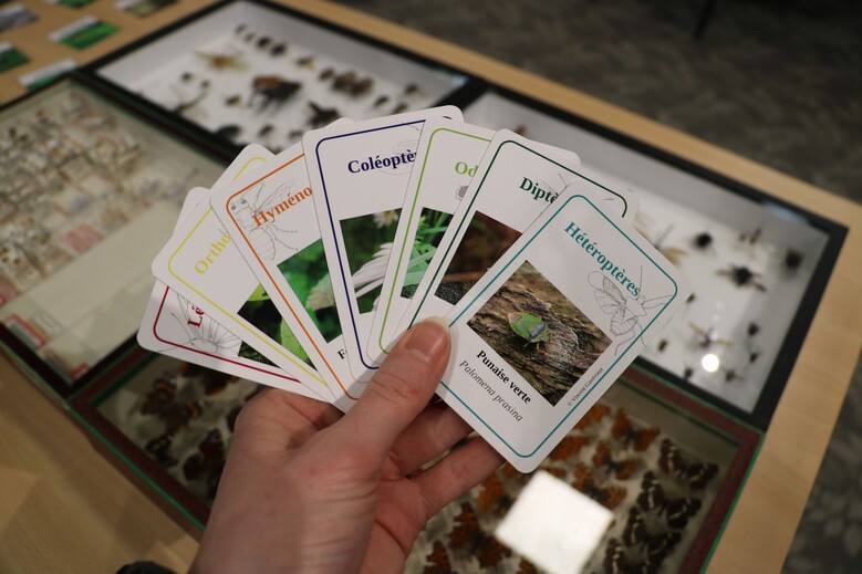 Le jeu de 7 familles des insectes