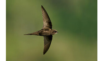 Le Martinet noir : oiseau de tous les records