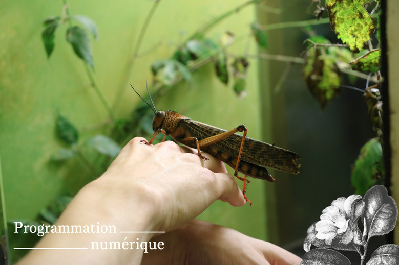 Les insectes !
