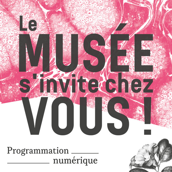 Le Musée à la maison !