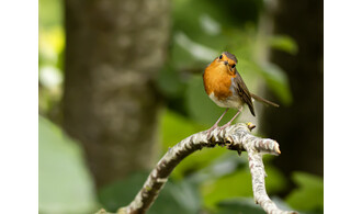Les oiseaux de nos jardins