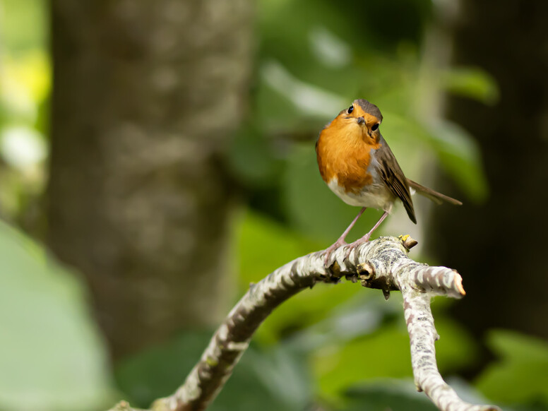 Les oiseaux de nos jardins