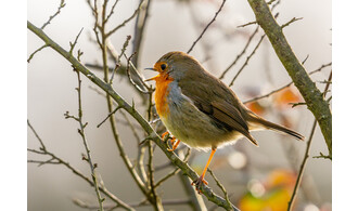 Les oiseaux des jardins