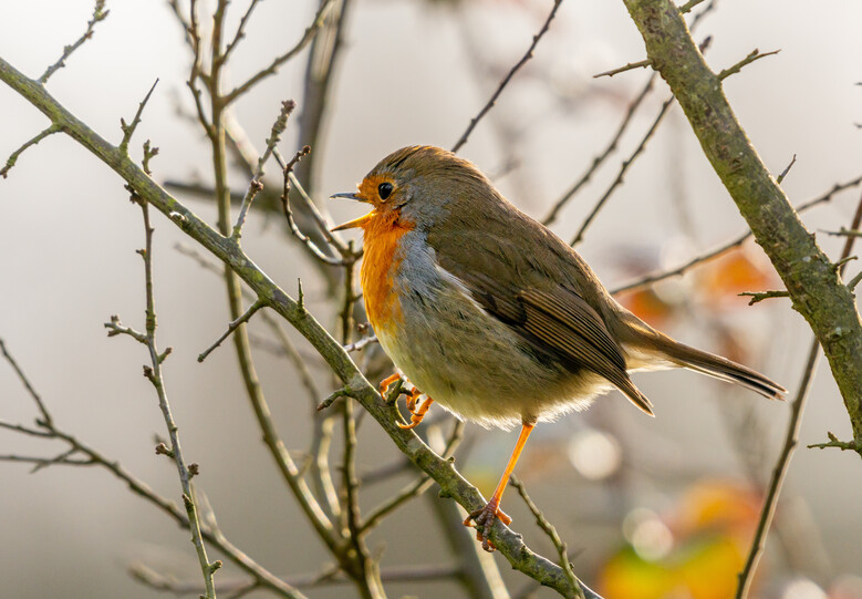Les oiseaux des jardins