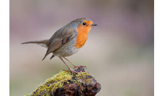Les oiseaux des jardins