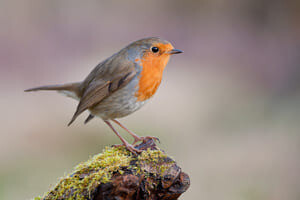Les oiseaux des jardins