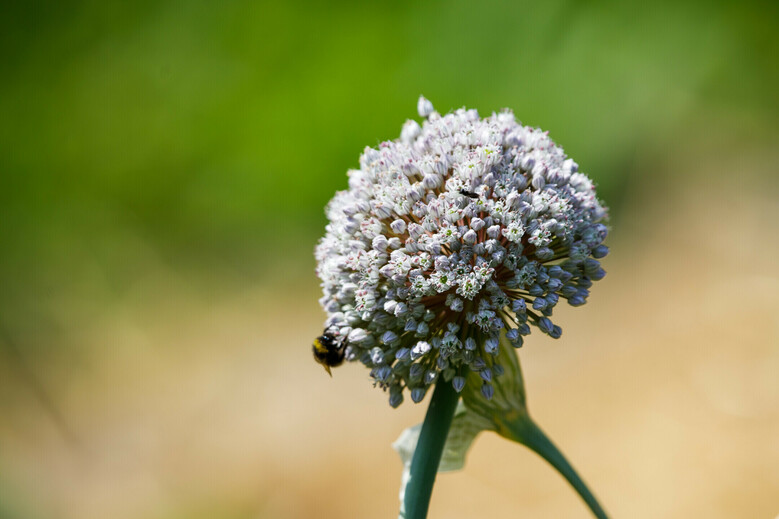Les p’tites bêtes en herbe