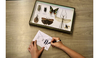 Les petits labos du Musée / Crée ton insecte
