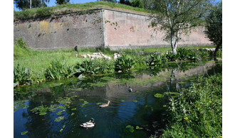 Les remparts de la Citadelle : un refuge pour la nature