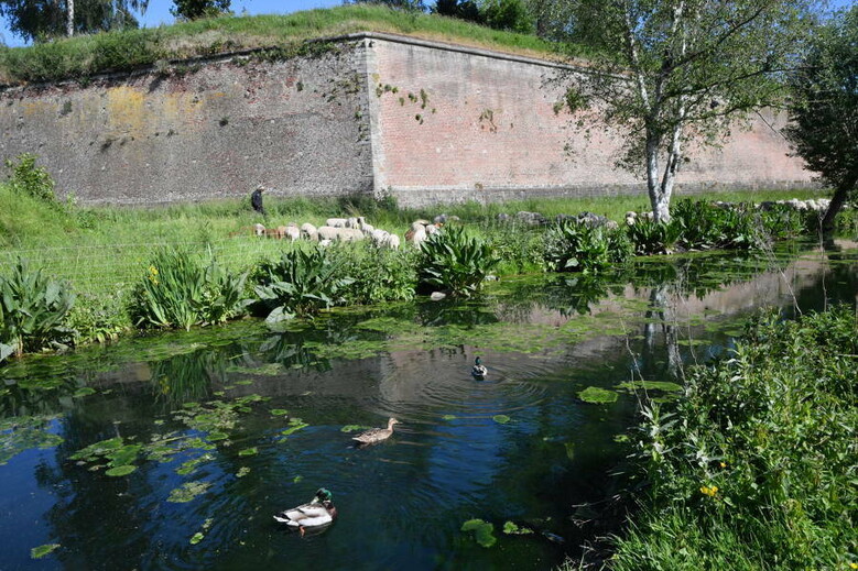 Les remparts de la Citadelle : un refuge pour la nature