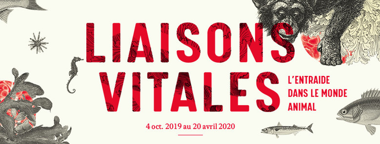 Liaisons vitales