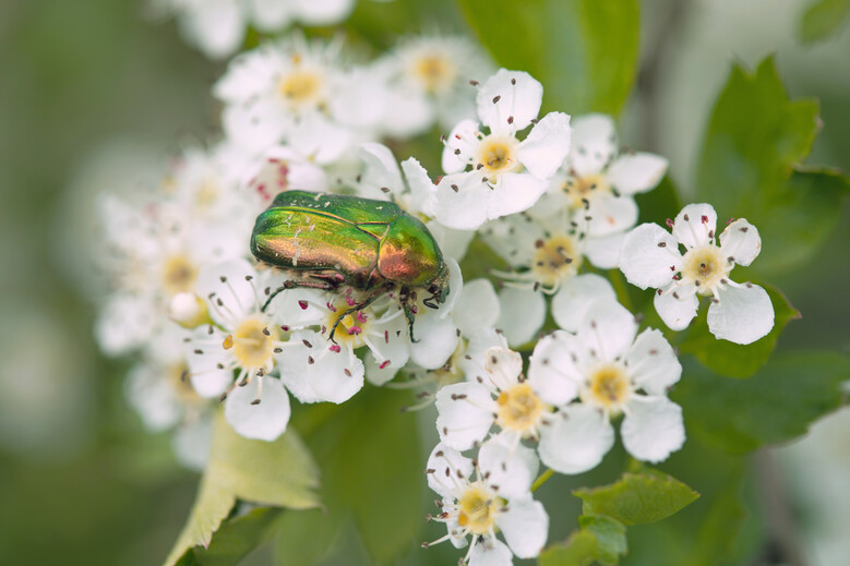 Microcosmos, le monde des petites bêtes