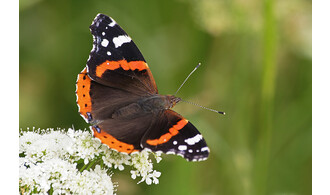 Minute, papillons !