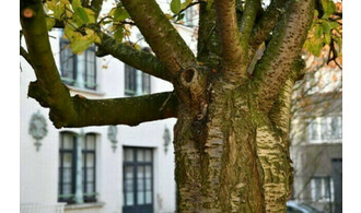 Mon ami l’arbre