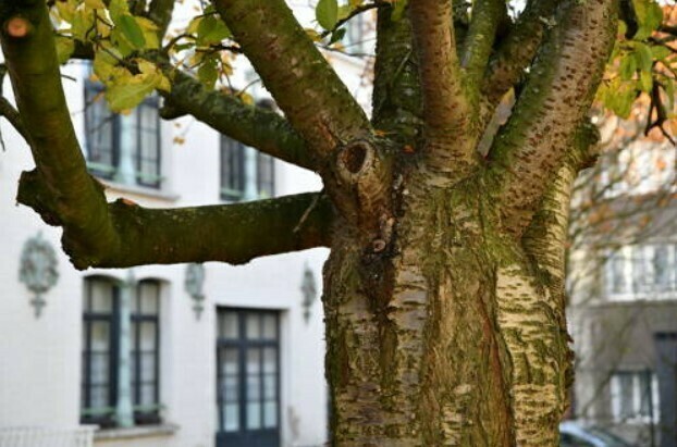 Mon ami l’arbre