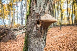 Mon ami l'arbre