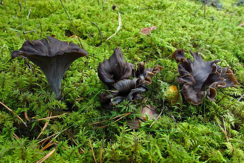 Mystérieux champignons