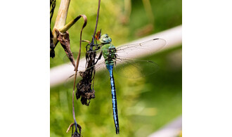 Nature en équilibre