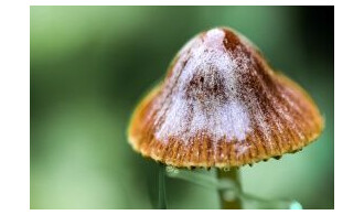 Nature et biodiversité en automne