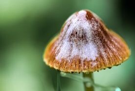 Nature et biodiversité en automne