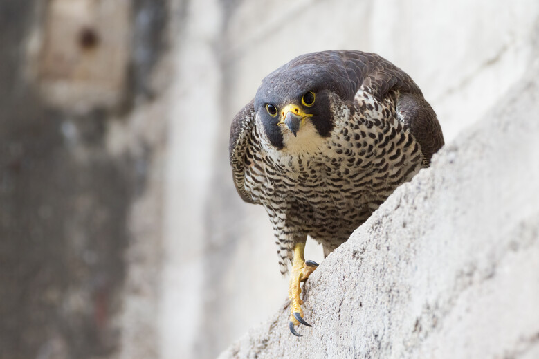 Nature urbaine